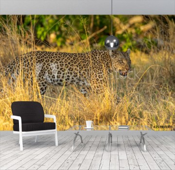Picture of Leopard roaming its territory in the Moremi Game Reserve Botswana Africa
